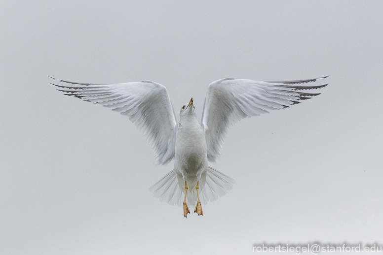 palo alto baylands 2021